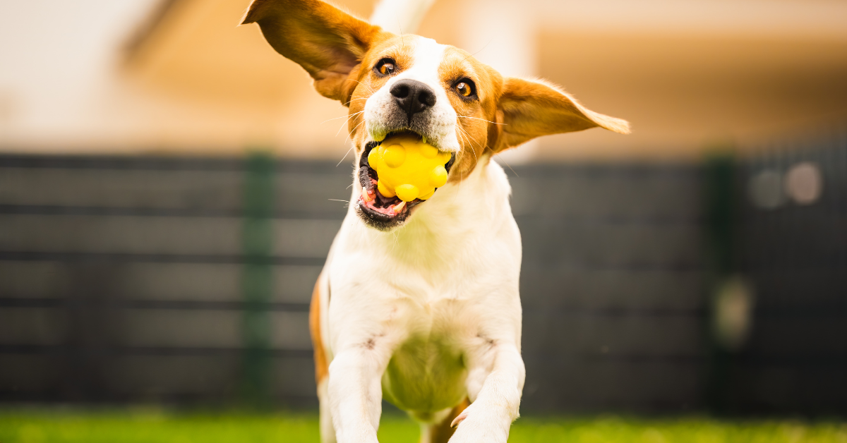 How Much Does Dog Poo Removal Cost in Wellington? (2026 Guide)