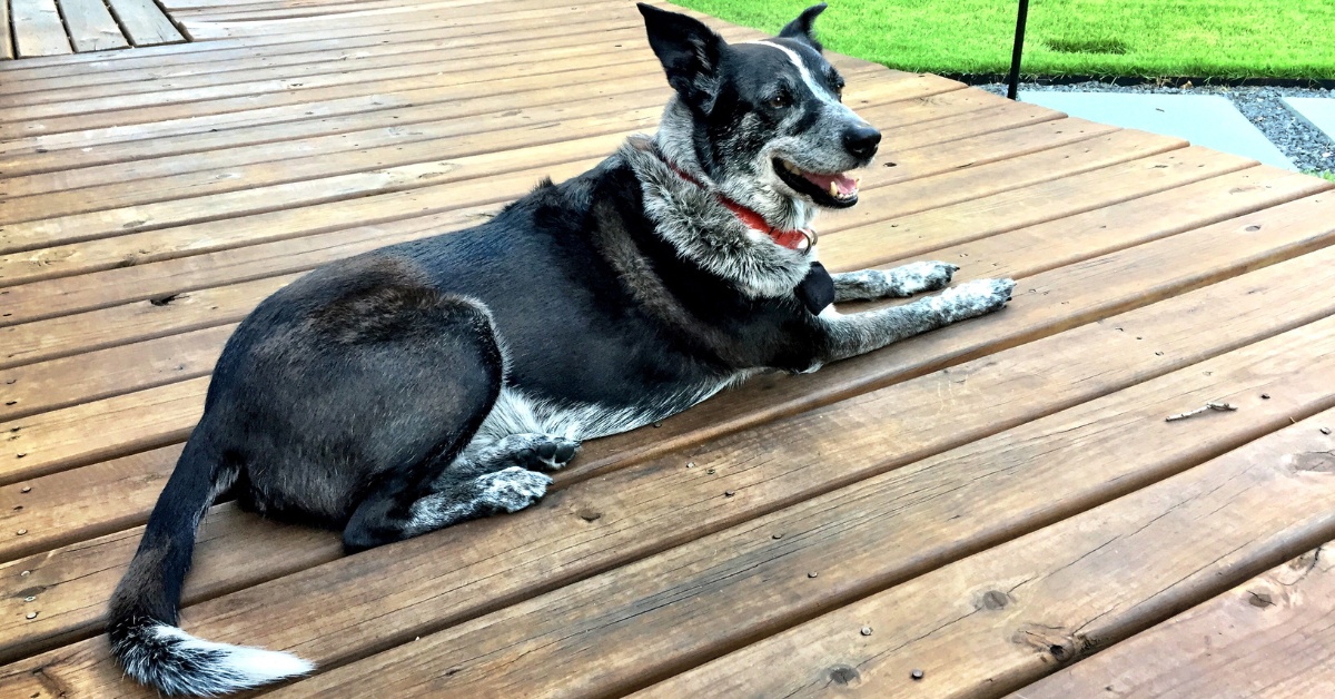 Pet-Friendly Airbnb in NZ: Guest-Ready Grounds Between Stays