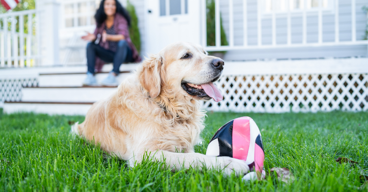 Getting a Dog Owner's Home Ready to Sell
