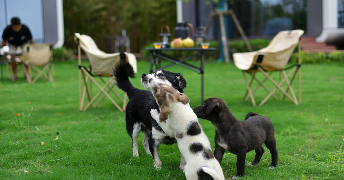 Dog Daycare Hygiene: Keeping Outdoor Runs Clean