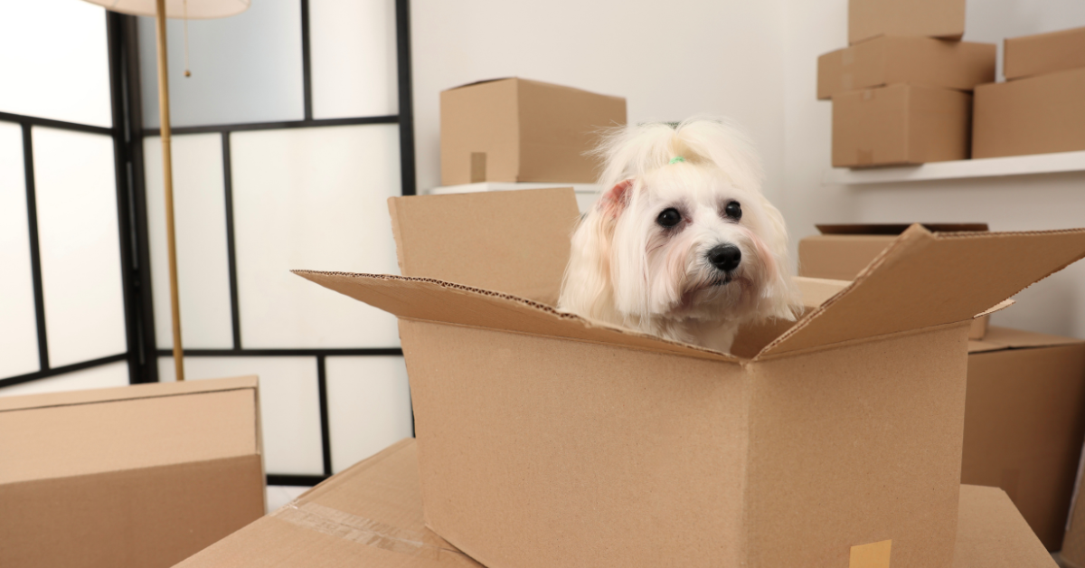 End-of-Tenancy Checklist for Pet-Friendly Rentals
