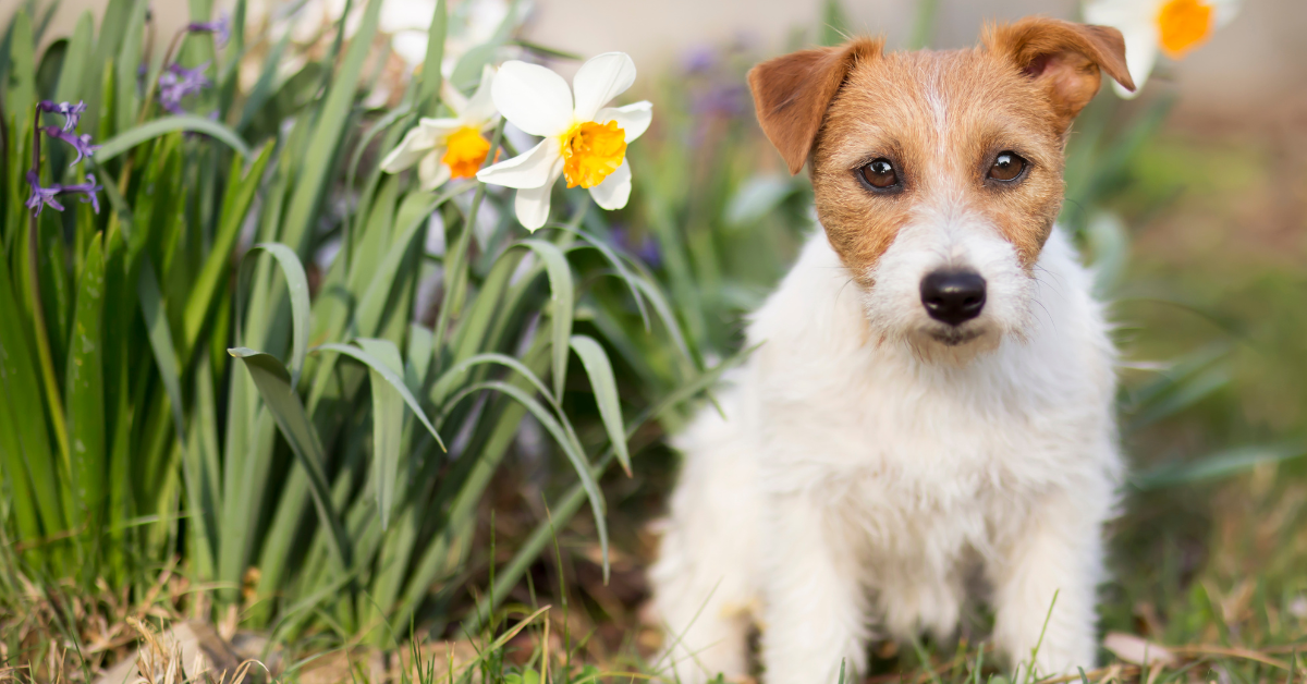 Spring Clean-Up: Getting Your Wellington Backyard Ready After Winter