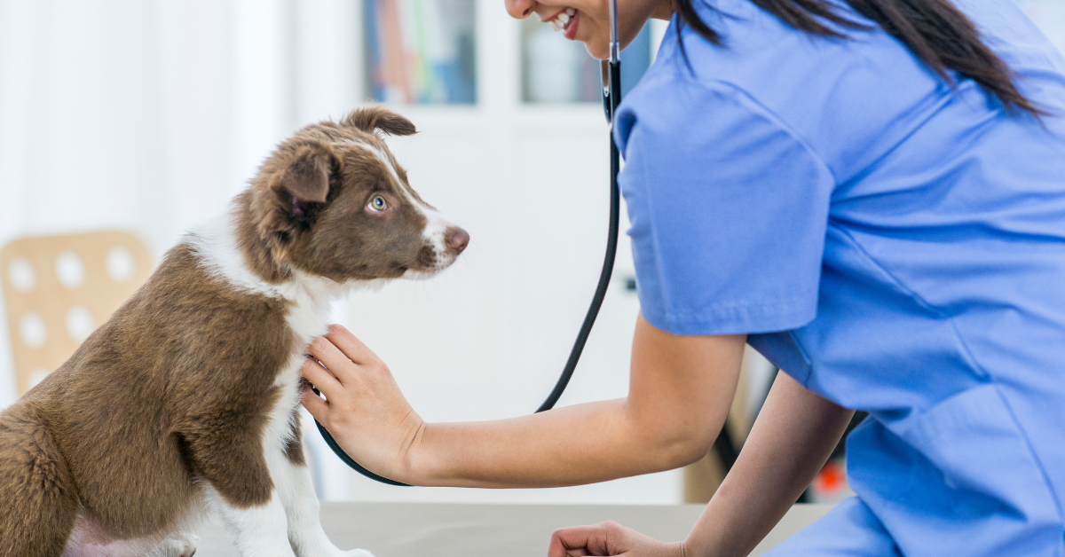 Can Dog Worms Transfer to Humans? What NZ Owners Should Know