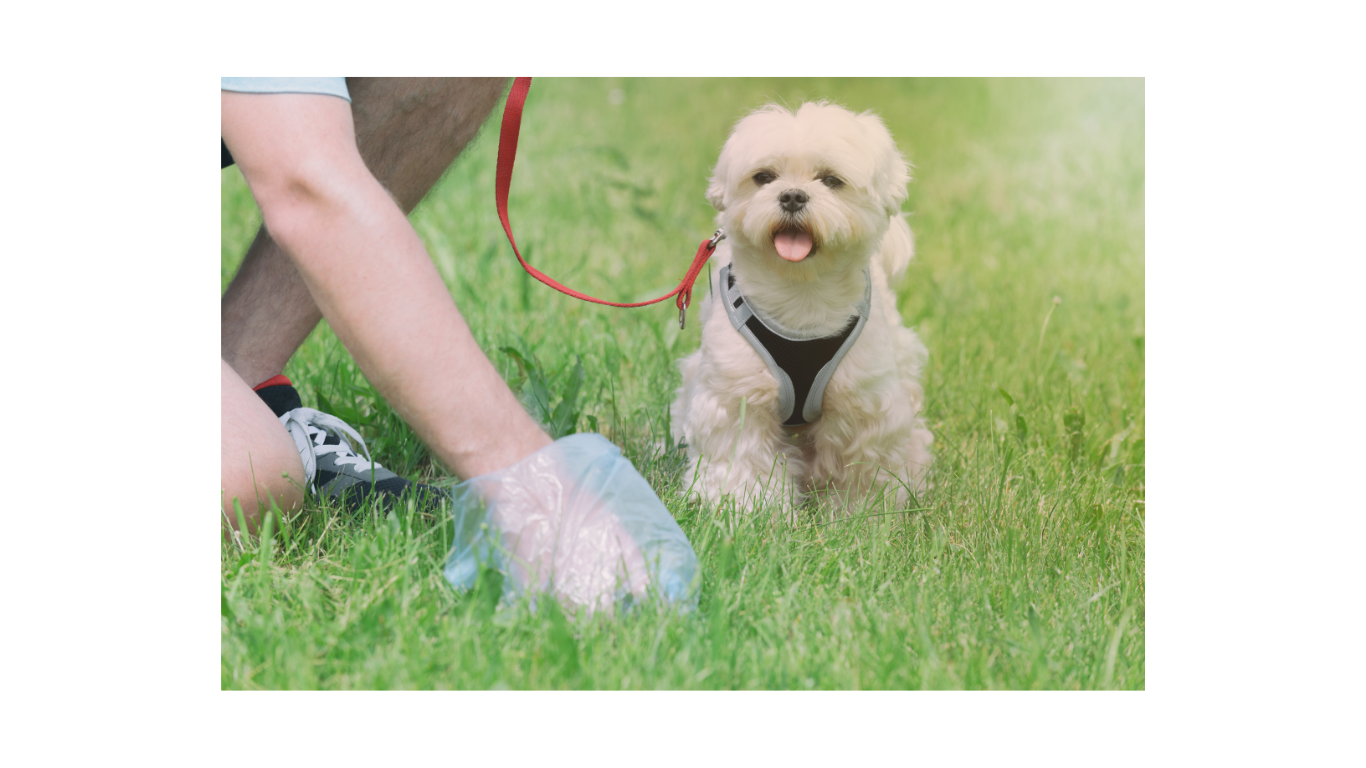 Neighbour's Dog Poo Problem? How to Handle It Calmly