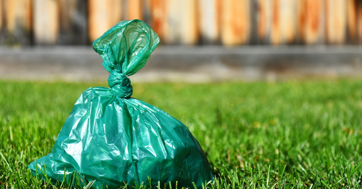 Can Dog Poo Go in the Green Bin? Wellington and Hutt Valley Disposal Guide