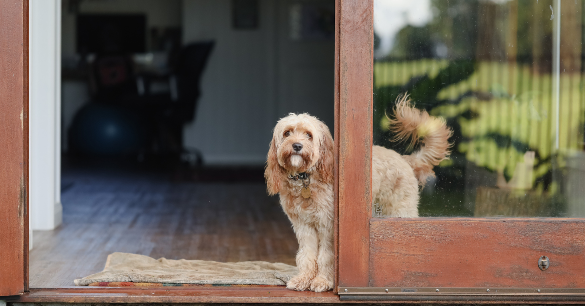 Saying Yes to Tenants With Dogs (Without the Mess)