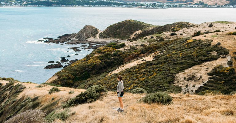 Best Dog Walking Spots in Porirua, NZ