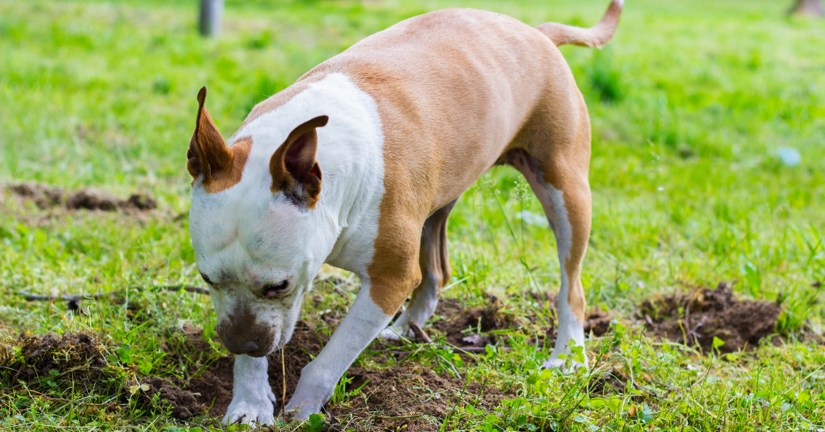 Pet Damage or Fair Wear and Tear? Yards, Lawns and Dogs