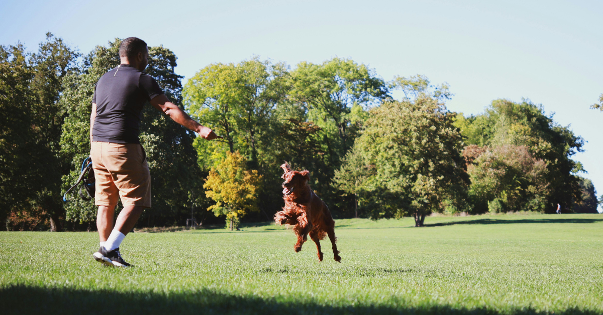 Dog Park Etiquette in Wellington: Rules Every Owner Should Follow