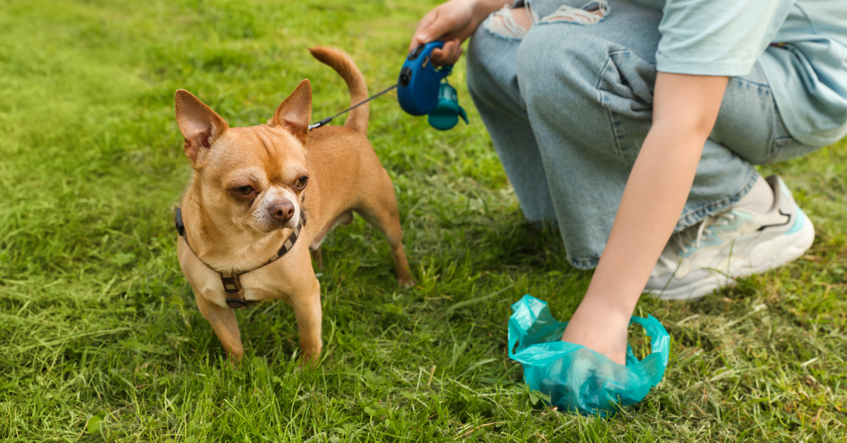 What Your Dog's Poo Says About Their Health