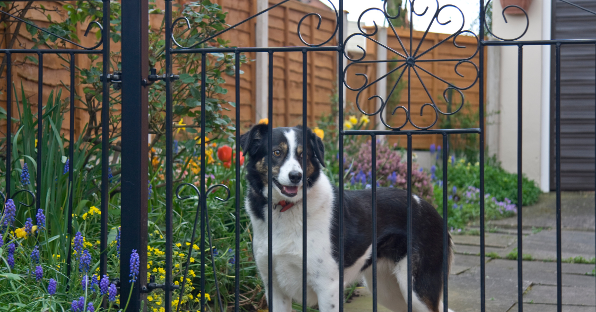 How to Choose a Dog Poo Removal Service in Wellington