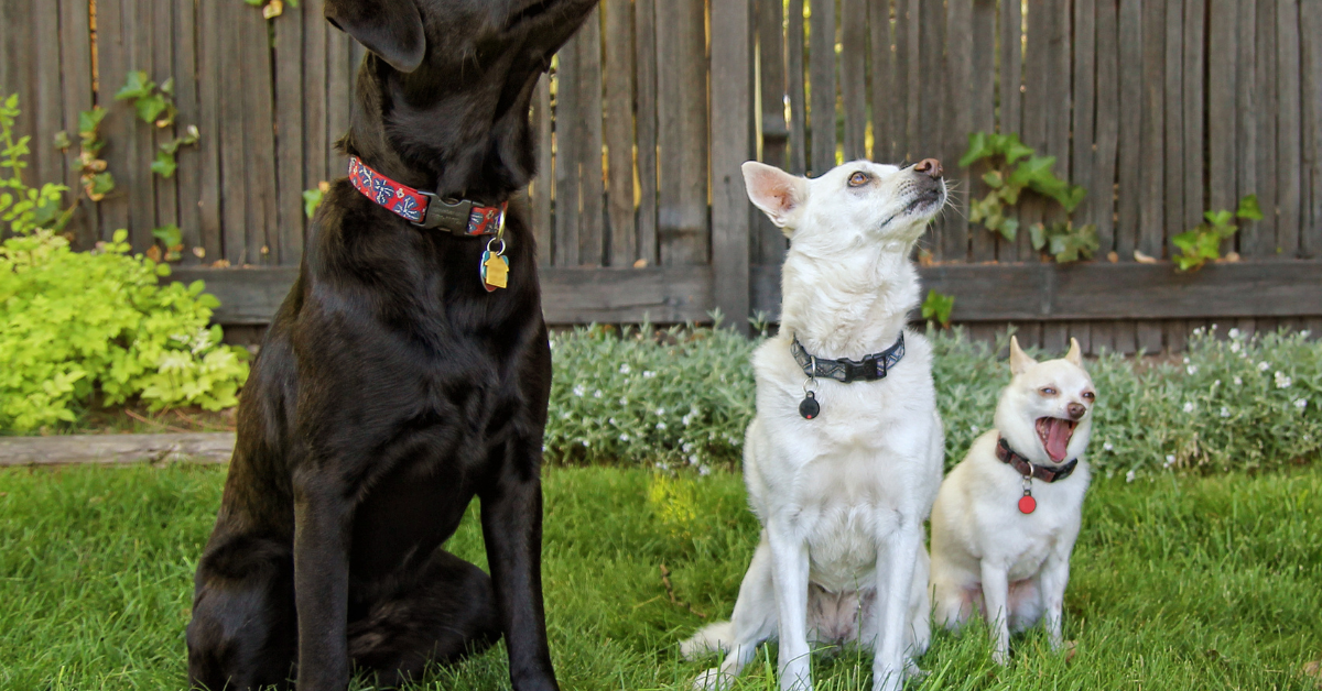 Got Multiple Dogs? Why the Yard Gets Out of Hand Faster