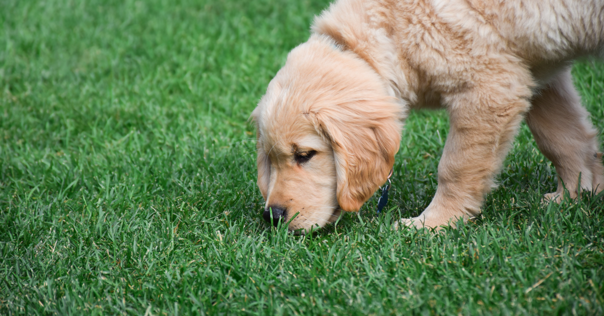 How to Get Rid of Dog Poo Smell in Your Backyard