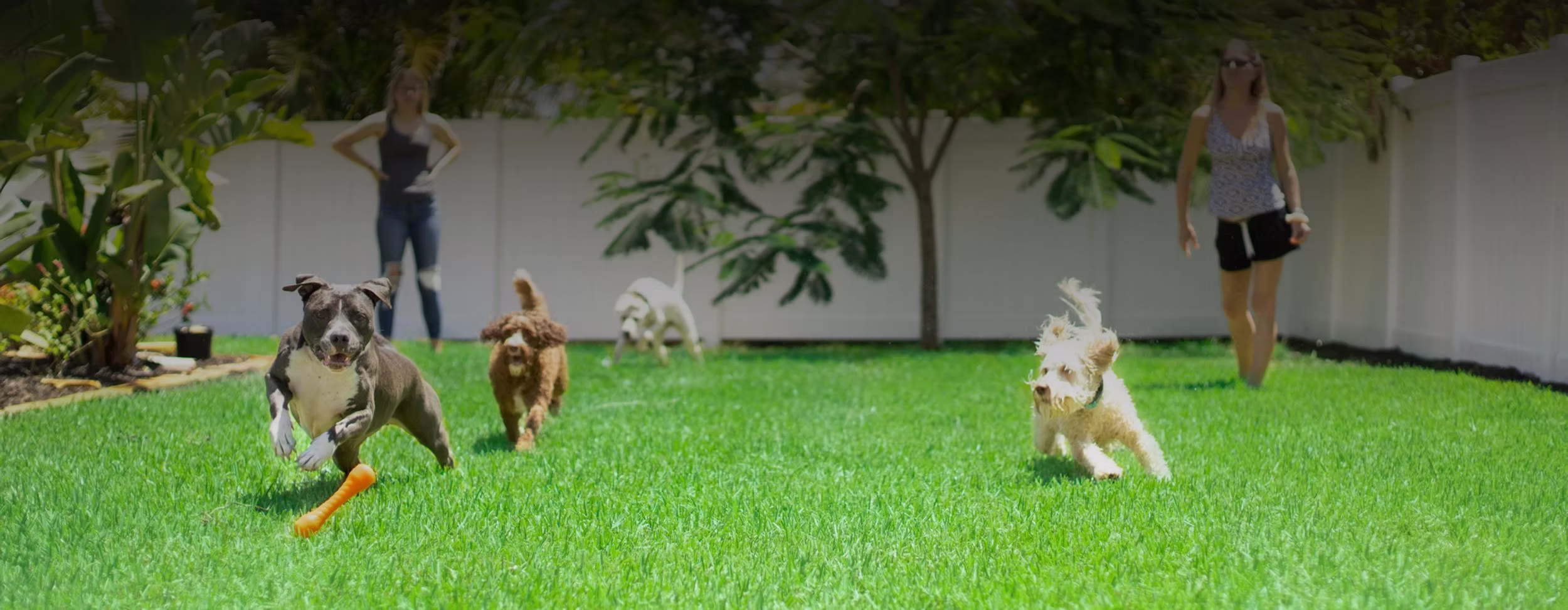 How Often Should You Pick Up Dog Poop? NZ Guide
