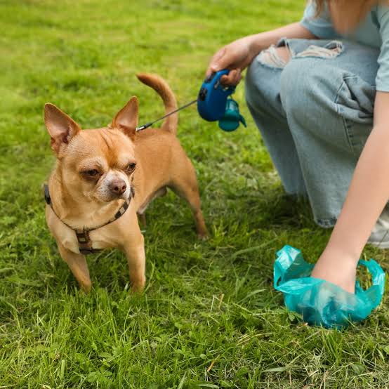 Is It Illegal Not to Pick Up Dog Poo in NZ?