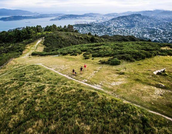 Best Dog Walking Spots in Wellington City, NZ