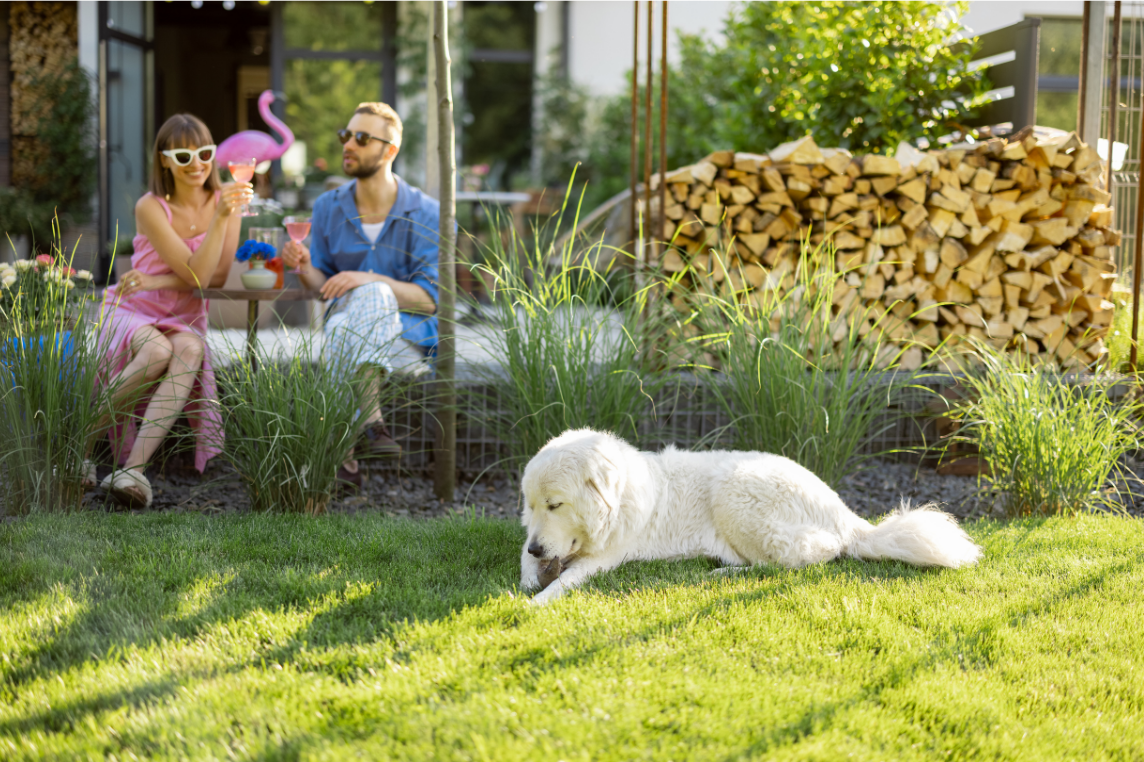 Renting with a Dog in NZ: Protecting Your Bond