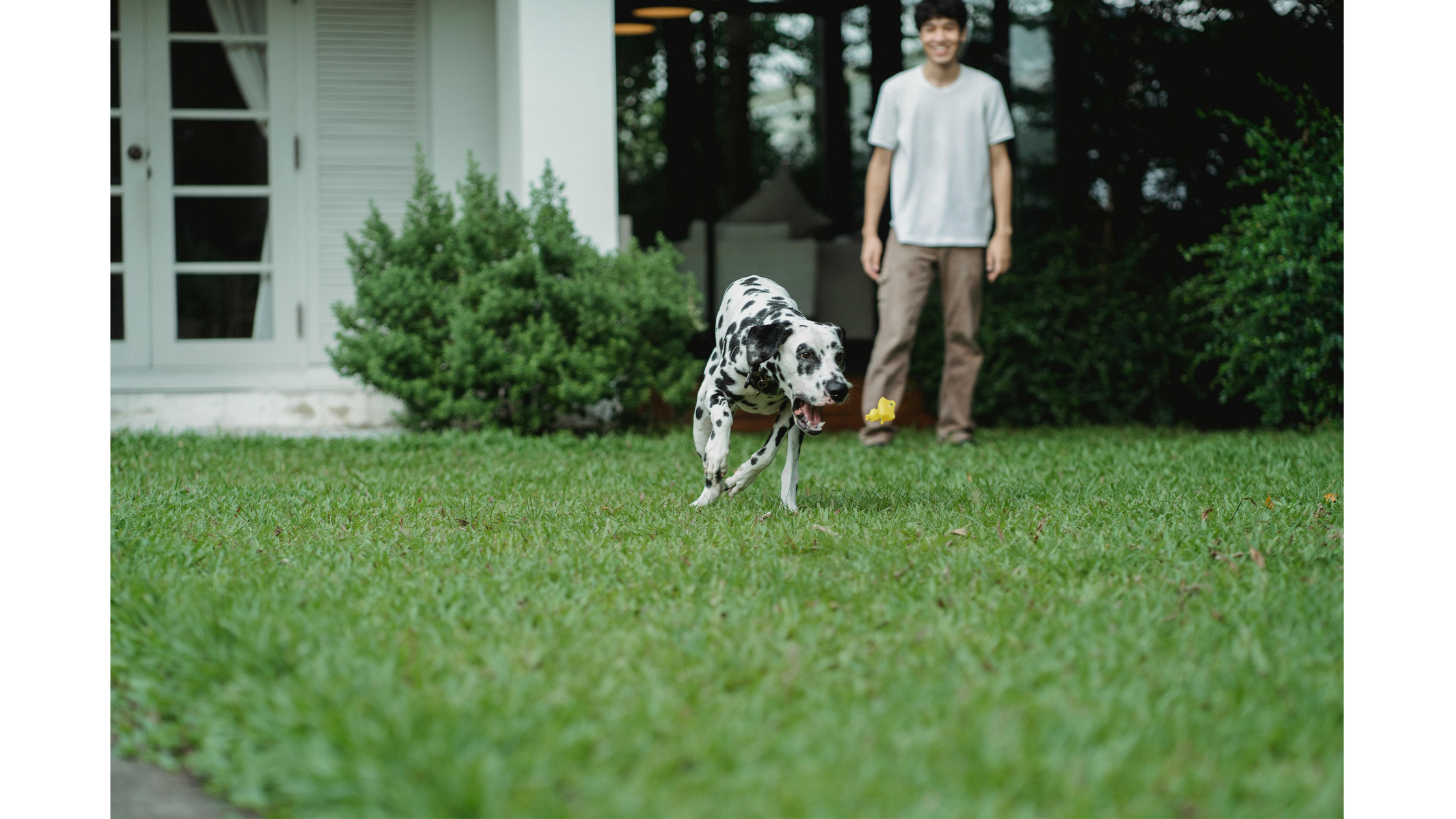 Dog Waste in Summer: A Wellington Owner's Guide