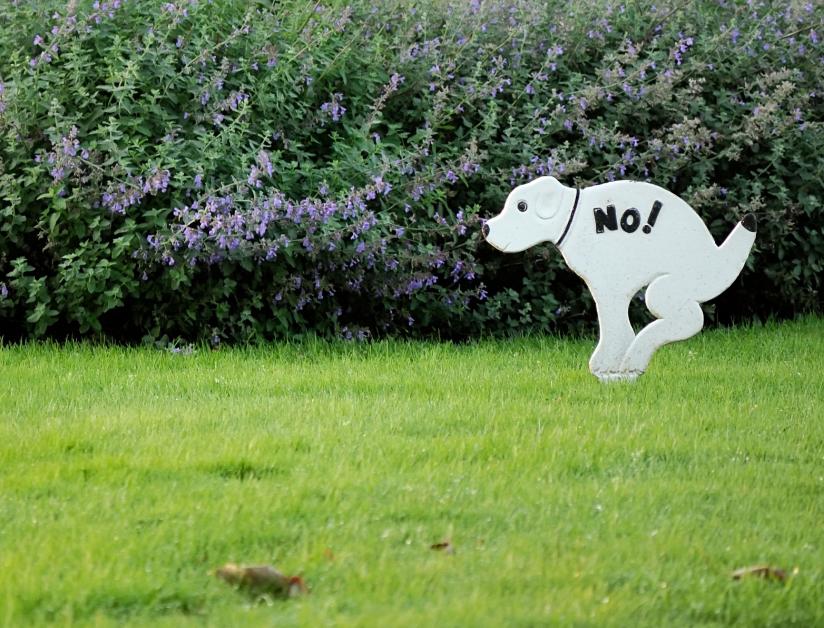 Is Dog Poo Bad for Grass? How to Prevent and Fix Lawn Damage