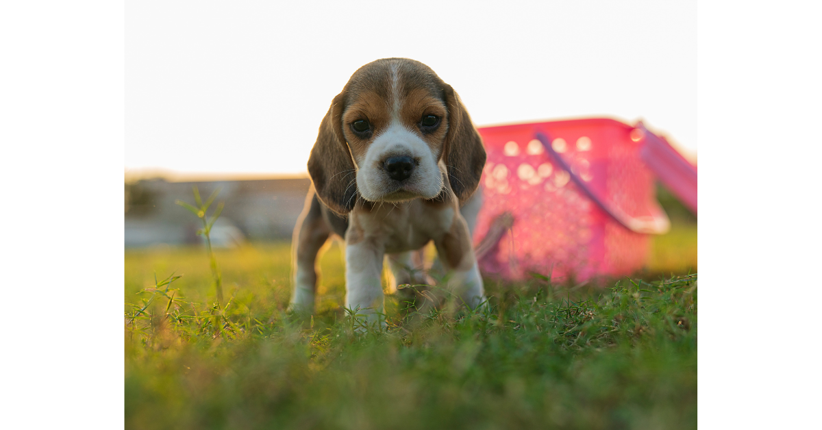 New Puppy Checklist: Getting Your Backyard Ready